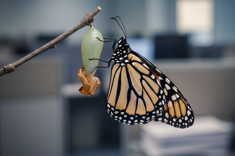 organizational agility